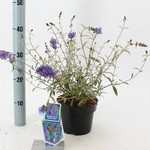 Buddleja d. 'Nanho Blue' 30-40 cm cont. 2,0L - afbeelding 2