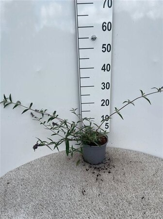 Buddleja d. 'Nanho Blue' 30-40 cm cont. 2,0L - afbeelding 4