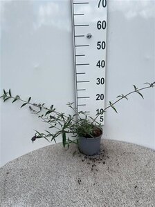 Buddleja d. 'Nanho Blue' 30-40 cm cont. 2,0L - afbeelding 4