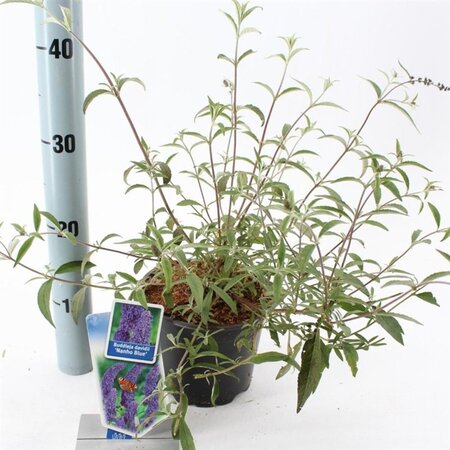 Buddleja d. 'Nanho Blue' 30-40 cm cont. 2,0L - afbeelding 3
