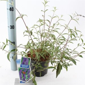 Buddleja d. 'Nanho Blue' 30-40 cm cont. 2,0L - afbeelding 3