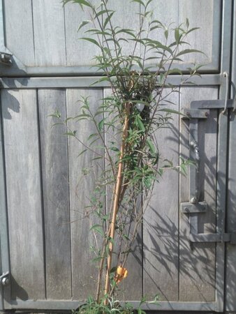 Buddleja d. 'Nanho Blue' 80-100 cm cont. 7,5L