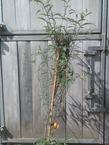 Buddleja d. 'Nanho Blue' 80-100 cm cont. 7,5L