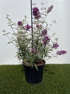 Buddleja d. 'Nanho Purple' 40-60 cm cont. 3,0L
