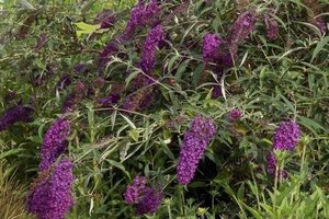 Buddleja d. 'Nanho Purple' 60-90 cm container