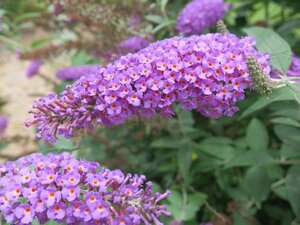 Buddleja d. 'Nanho Purple' 60-90 cm container - afbeelding 2