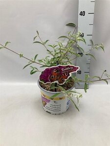 Buddleja d. 'Nanho Purple' geen maat specificatie cont. 2,0L