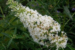 Buddleja d. 'Nanho White' 60-90 cm container
