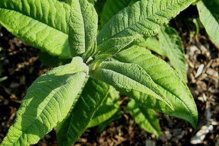 Buddleja d. 'Orchid Beauty' 60-90 cm container - afbeelding 2
