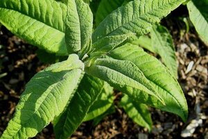 Buddleja d. 'Orchid Beauty' 60-90 cm container - afbeelding 2