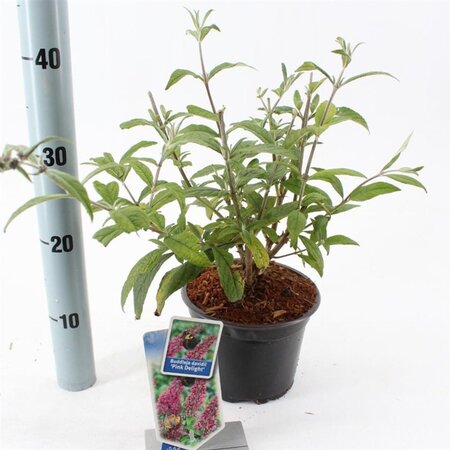 Buddleja d. 'Pink Delight' 30-40 cm cont. 2,0L - afbeelding 1