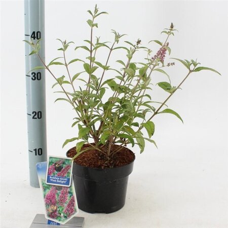 Buddleja d. 'Pink Delight' 30-40 cm cont. 2,0L - afbeelding 2