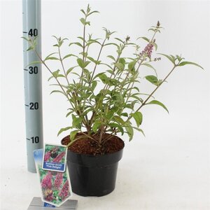 Buddleja d. 'Pink Delight' 30-40 cm cont. 2,0L - afbeelding 2