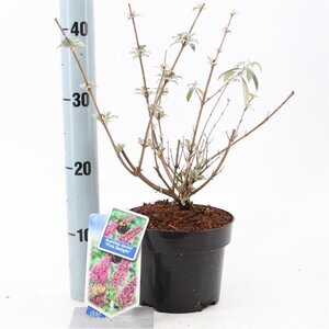 Buddleja d. 'Pink Delight' 30-40 cm cont. 2,0L - afbeelding 3
