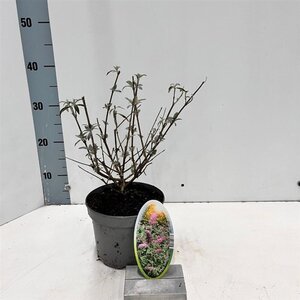 Buddleja d. 'Pink Delight' 30-40 cm cont. 2,0L - afbeelding 4