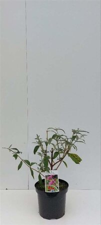Buddleja d. 'Pink Delight' 30-40 cm cont. 3,0L - afbeelding 1