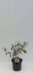 Buddleja d. 'Pink Delight' 30-40 cm cont. 3,0L