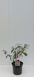 Buddleja d. 'Pink Delight' 30-40 cm cont. 3,0L - afbeelding 3