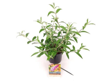 Buddleja d. 'Pink Delight' 30-40 cm cont. 3,0L - afbeelding 2