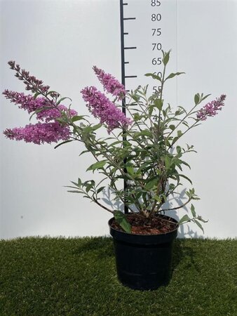 Buddleja d. 'Pink Delight' 40-60 cm cont. 3,0L