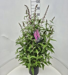 Buddleja d. 'Pink Delight' 80-100 cm cont. 10L - afbeelding 6
