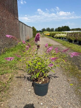 Buddleja d. 'Pink Delight' 80-100 cm cont. 10L - afbeelding 6