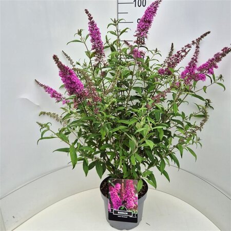 Buddleja d. 'Pink Delight' 80-100 cm cont. 10L - afbeelding 7