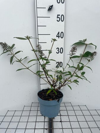 Buddleja d. 'Pink Delight' geen maat specificatie cont. 2,0L - afbeelding 3