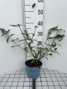 Buddleja d. 'Pink Delight' geen maat specificatie cont. 2,0L - afbeelding 3