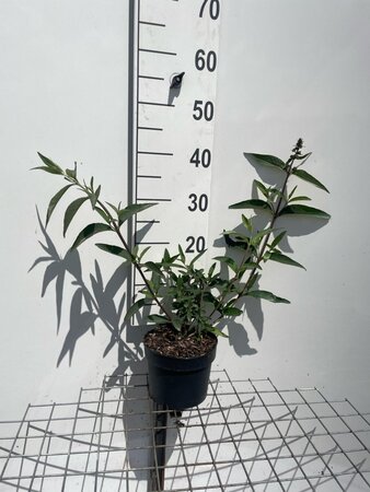 Buddleja d. 'Pink Delight' geen maat specificatie cont. 2,0L - afbeelding 1