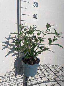 Buddleja d. 'Pink Delight' geen maat specificatie cont. 2,0L - afbeelding 2