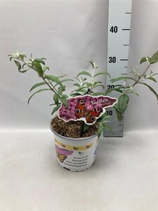 Buddleja d. 'Pink Delight' geen maat specificatie cont. 2,0L