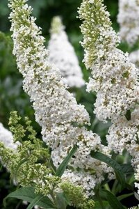 Buddleja d. 'Peace' 60-90 cm container
