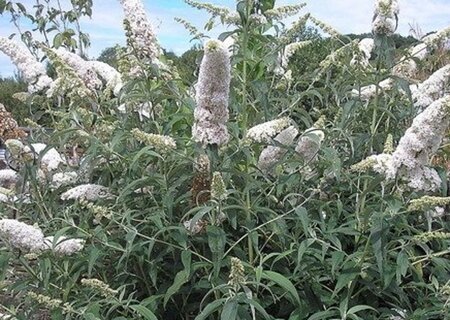 Buddleja d. 'Peace' 60-90 cm container - afbeelding 2