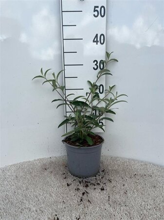 Buddleja d. 'Royal Red' 15-20 cm cont. 2,0L