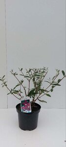 Buddleja d. 'Royal Red' 30-40 cm cont. 3,0L - afbeelding 3