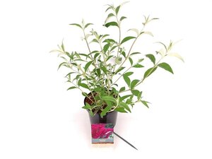 Buddleja d. 'Royal Red' 30-40 cm cont. 3,0L - afbeelding 2