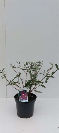 Buddleja d. 'Royal Red' 30-40 cm cont. 3,0L - afbeelding 1