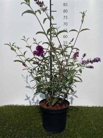 Buddleja d. 'Royal Red' 40-60 cm cont. 3,0L