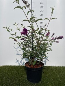 Buddleja d. 'Royal Red' 40-60 cm cont. 3,0L