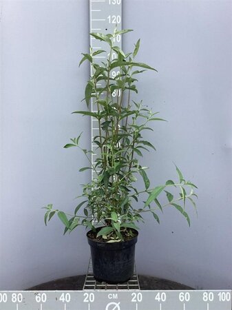 Buddleja d. 'Royal Red' 60-80 cm cont. 7,5L - afbeelding 2