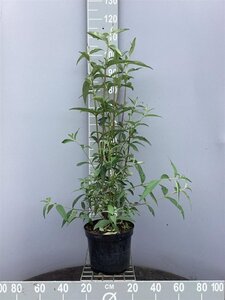 Buddleja d. 'Royal Red' 60-80 cm cont. 7,5L - afbeelding 2