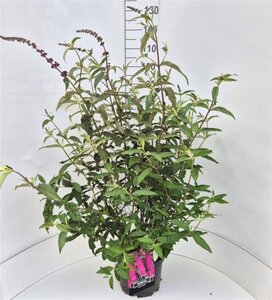 Buddleja d. 'Royal Red' 80-100 cm cont. 10L - afbeelding 3