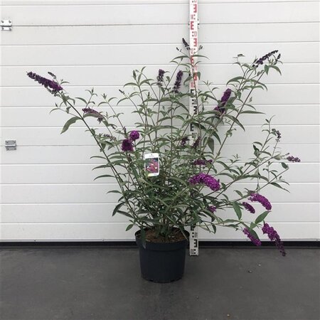 Buddleja d. 'Royal Red' 80-100 cm cont. 10L - afbeelding 6