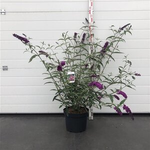 Buddleja d. 'Royal Red' 80-100 cm cont. 10L - afbeelding 6
