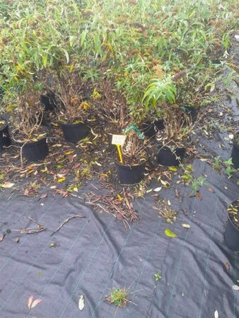 Buddleja d. 'Royal Red' 80-100 cm cont. 10L - afbeelding 9