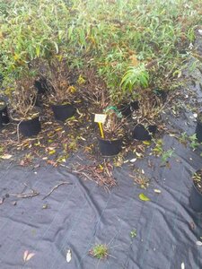 Buddleja d. 'Royal Red' 80-100 cm cont. 10L - afbeelding 9