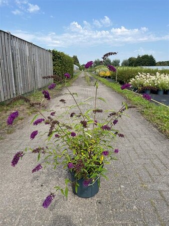 Buddleja d. 'Royal Red' 80-100 cm cont. 10L - afbeelding 8