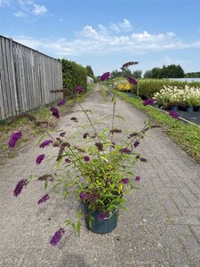 Buddleja d. 'Royal Red' 80-100 cm cont. 10L - afbeelding 8