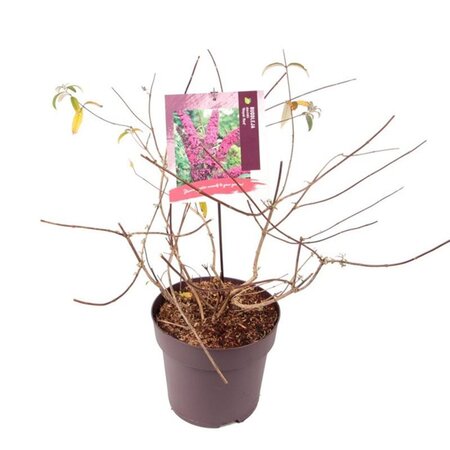 Buddleja d. 'Royal Red' 80-100 cm cont. 10L - afbeelding 9